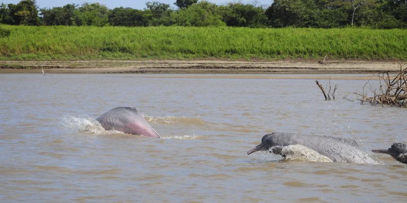 Botos swimming in the Amazon River (©Fernando Trujillo / Fundacion Omacha)